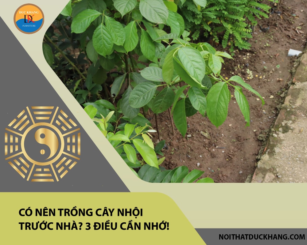 Có nên trồng cây nhội trước nhà? 3 điều cần nhớ!