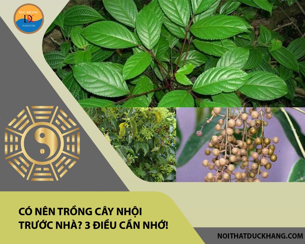 Có nên trồng cây nhội trước nhà? 3 điều cần nhớ!
