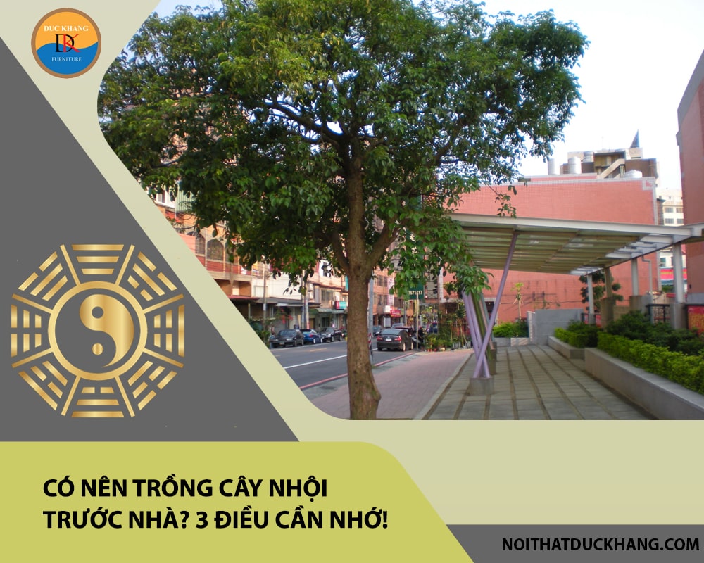 Có nên trồng cây nhội trước nhà? 3 điều cần nhớ!