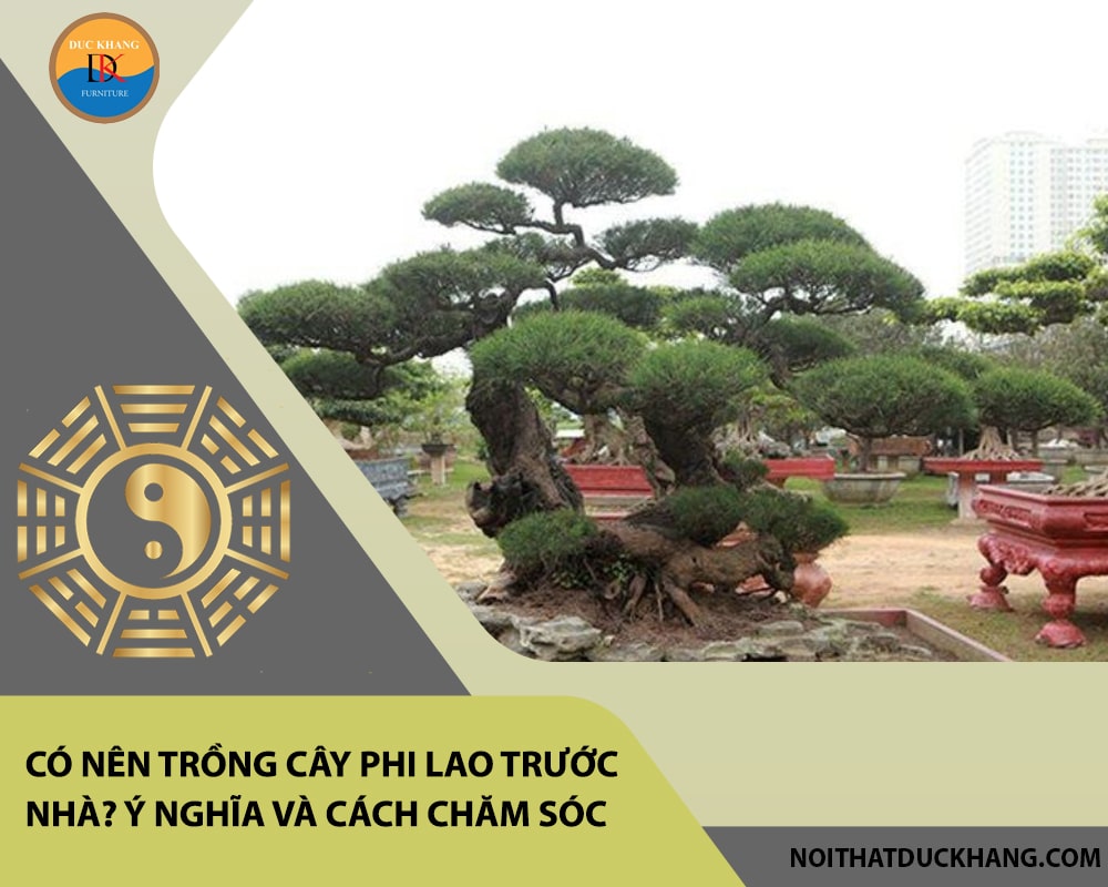 Có nên trồng cây phi lao trước nhà? Ý nghĩa và cách chăm sóc