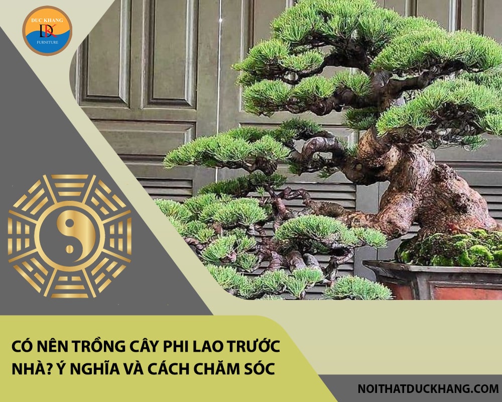 Có nên trồng cây phi lao trước nhà? Ý nghĩa và cách chăm sóc Có nên trồng cây phi lao trước nhà? Ý nghĩa và cách chăm sóc