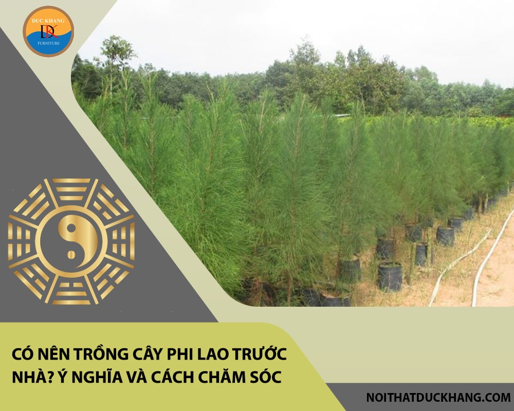 Có nên trồng cây phi lao trước nhà? Ý nghĩa và cách chăm sóc Có nên trồng cây phi lao trước nhà? Ý nghĩa và cách chăm sóc