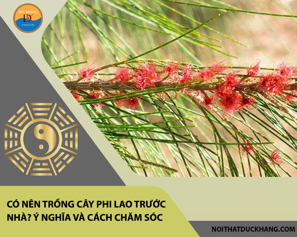 Có nên trồng cây phi lao trước nhà? Ý nghĩa và cách chăm sóc Có nên trồng cây phi lao trước nhà? Ý nghĩa và cách chăm sóc