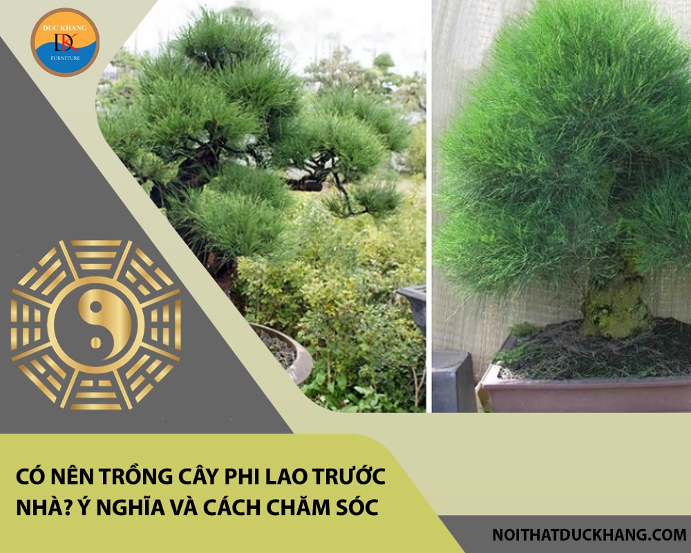 Có nên trồng cây phi lao trước nhà? Ý nghĩa và cách chăm sóc Có nên trồng cây phi lao trước nhà? Ý nghĩa và cách chăm sóc