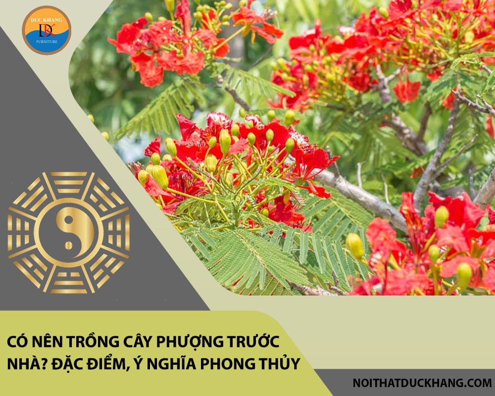 Có nên trồng cây phượng trước nhà? Đặc điểm, ý nghĩa phong thủy Có nên trồng cây phượng trước nhà? Đặc điểm, ý nghĩa phong thủy