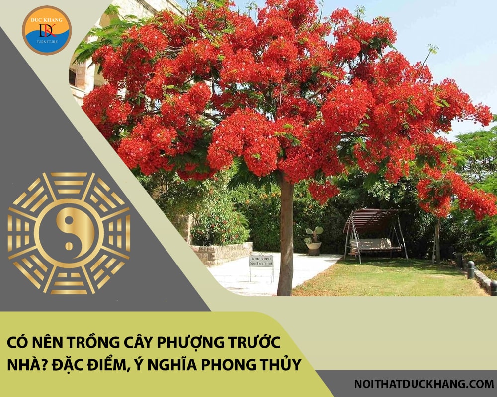 Có nên trồng cây phượng trước nhà? Đặc điểm, ý nghĩa phong thủy Có nên trồng cây phượng trước nhà? Đặc điểm, ý nghĩa phong thủy