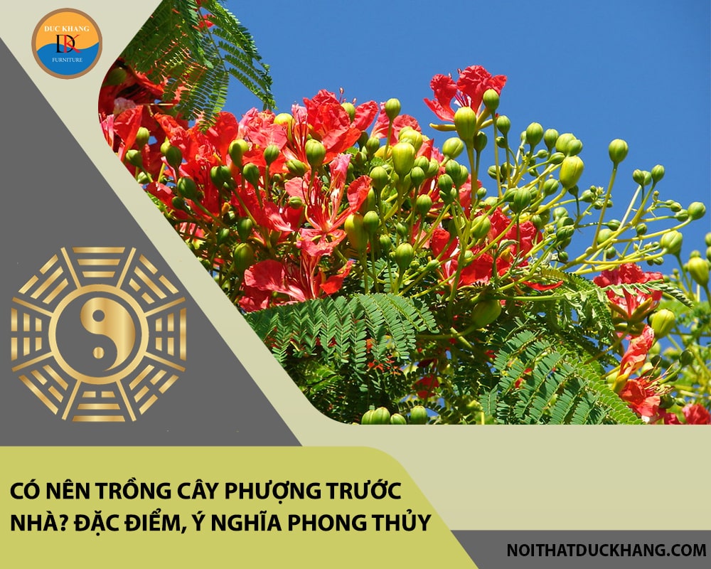 Có nên trồng cây phượng trước nhà? Đặc điểm, ý nghĩa phong thủy Có nên trồng cây phượng trước nhà? Đặc điểm, ý nghĩa phong thủy