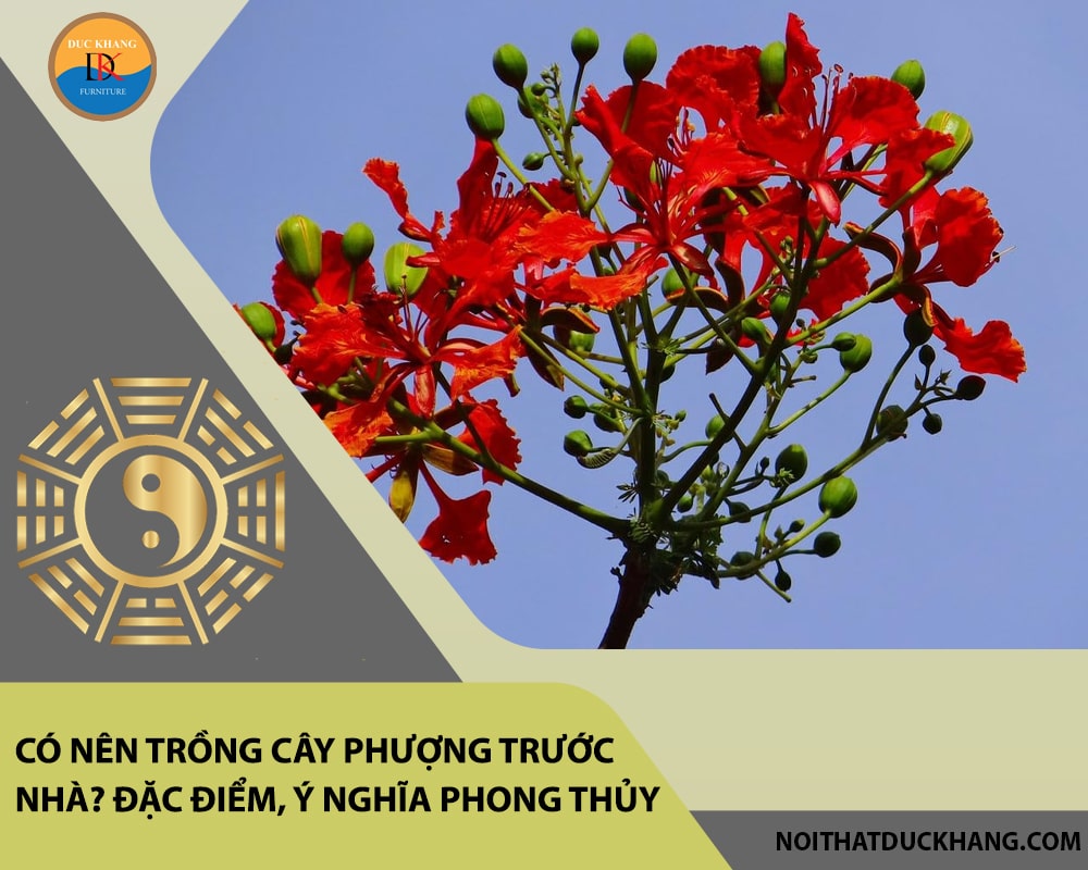 Có nên trồng cây phượng trước nhà? Đặc điểm, ý nghĩa phong thủy Có nên trồng cây phượng trước nhà? Đặc điểm, ý nghĩa phong thủy