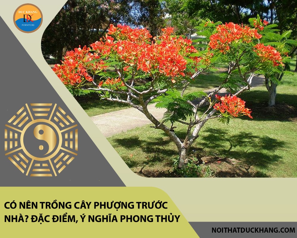 Có nên trồng cây phượng trước nhà? Đặc điểm, ý nghĩa phong thủy Có nên trồng cây phượng trước nhà? Đặc điểm, ý nghĩa phong thủy