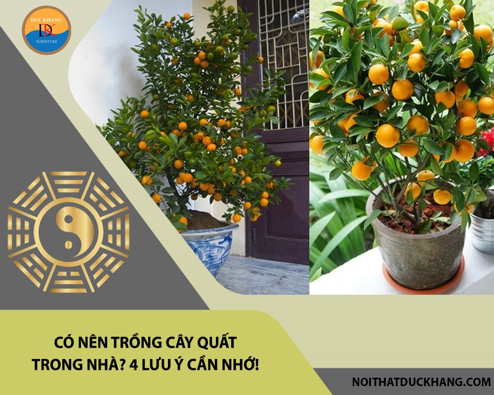 Có nên trồng cây quất trong nhà? 4 lưu ý cần nhớ!