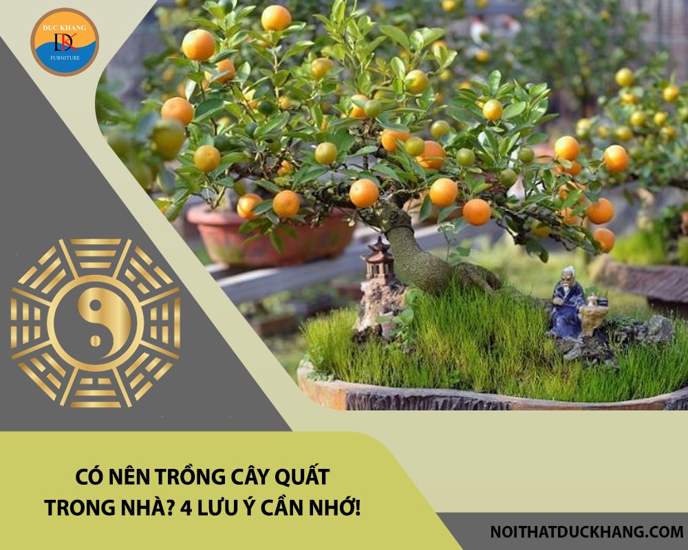 Có nên trồng cây quất trong nhà? 4 lưu ý cần nhớ!
