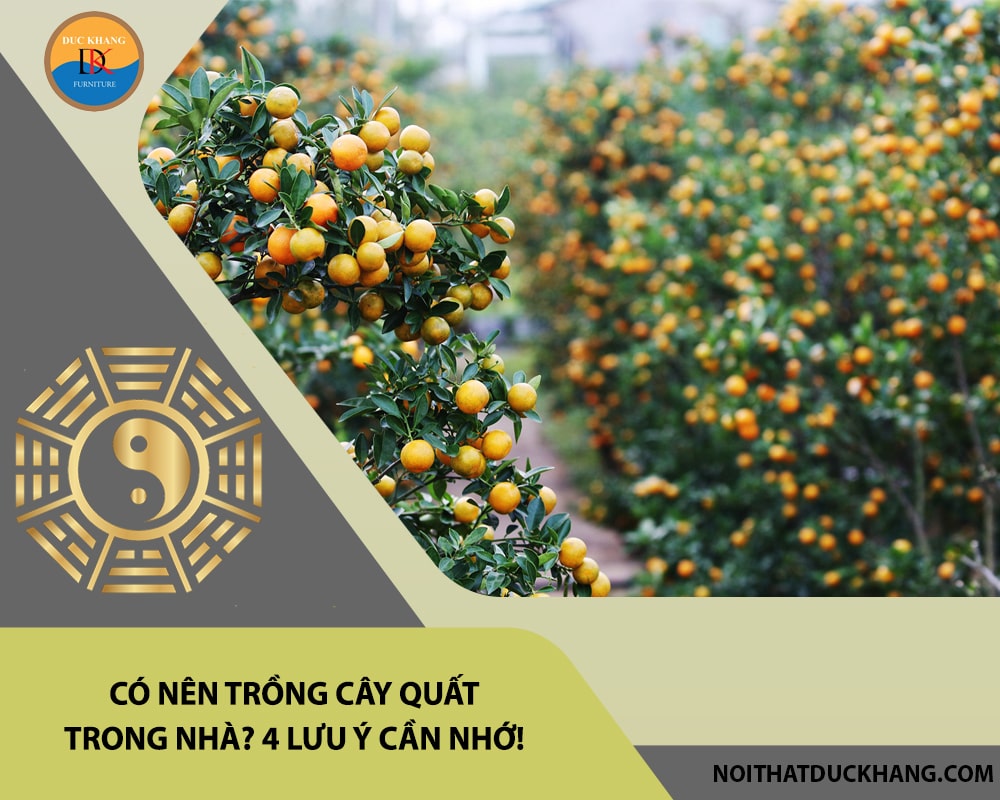 Có nên trồng cây quất trong nhà? 4 lưu ý cần nhớ!