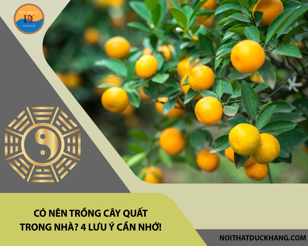 Có nên trồng cây quất trong nhà? 4 lưu ý cần nhớ!