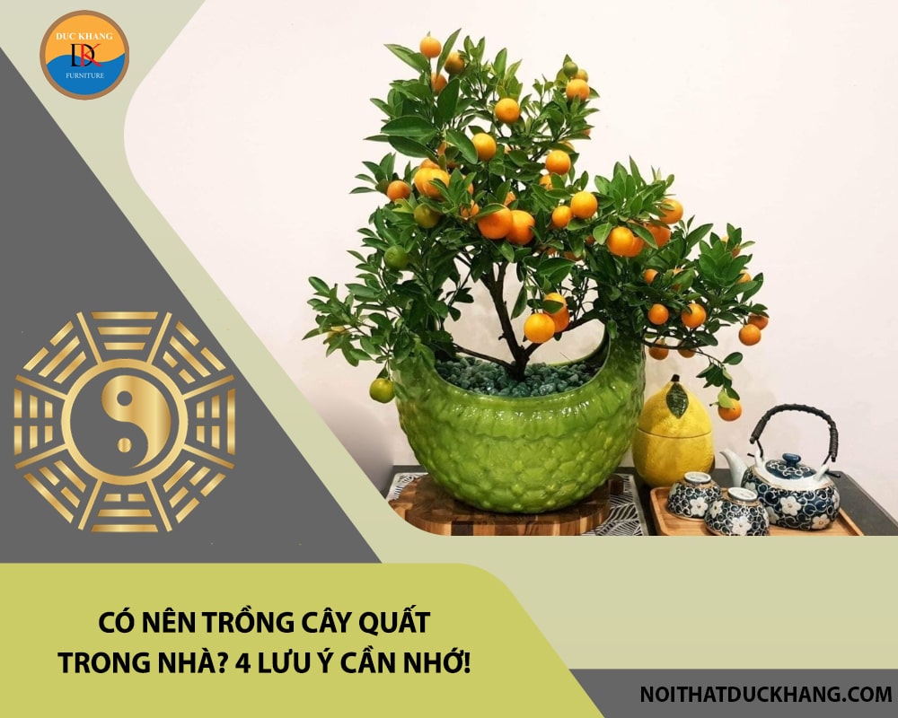 Có nên trồng cây quất trong nhà? 4 lưu ý cần nhớ!