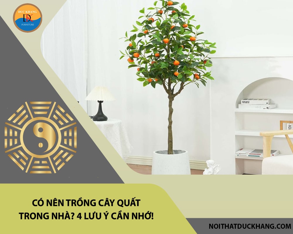 Có nên trồng cây quất trong nhà? 4 lưu ý cần nhớ!