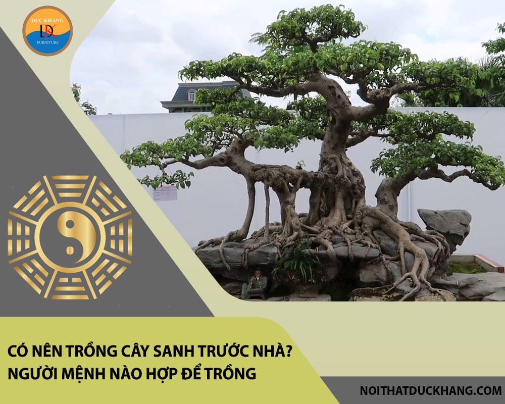 Có nên trồng cây sanh trước nhà? Người mệnh nào hợp để trồng