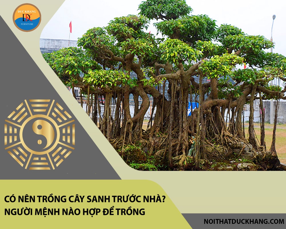 Có nên trồng cây sanh trước nhà? Người mệnh nào hợp để trồng
