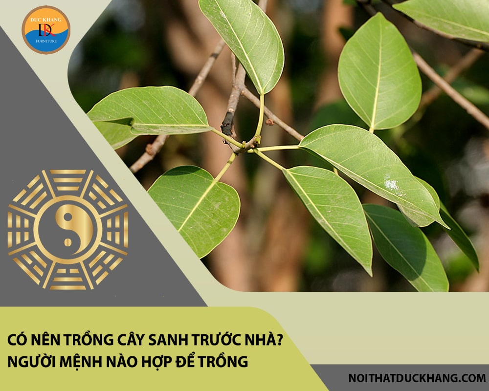 Có nên trồng cây sanh trước nhà? Người mệnh nào hợp để trồng