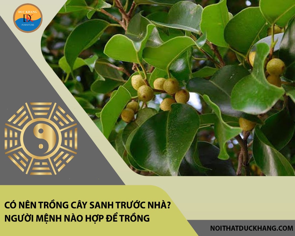 Có nên trồng cây sanh trước nhà? Người mệnh nào hợp để trồng