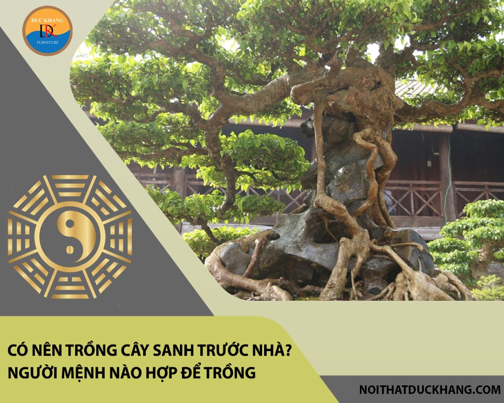 Có nên trồng cây sanh trước nhà? Người mệnh nào hợp để trồng