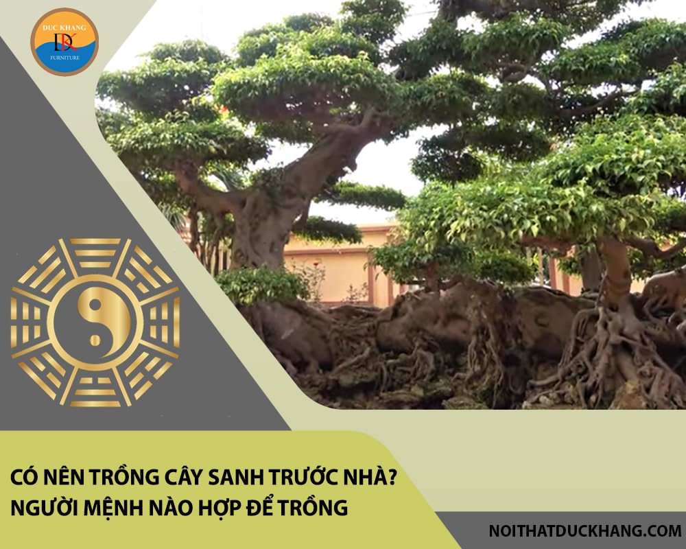 Có nên trồng cây sanh trước nhà? Người mệnh nào hợp để trồng