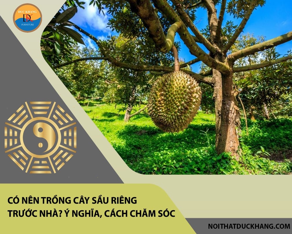Có nên trồng cây sầu riêng trước nhà? Ý nghĩa,  cách chăm sóc