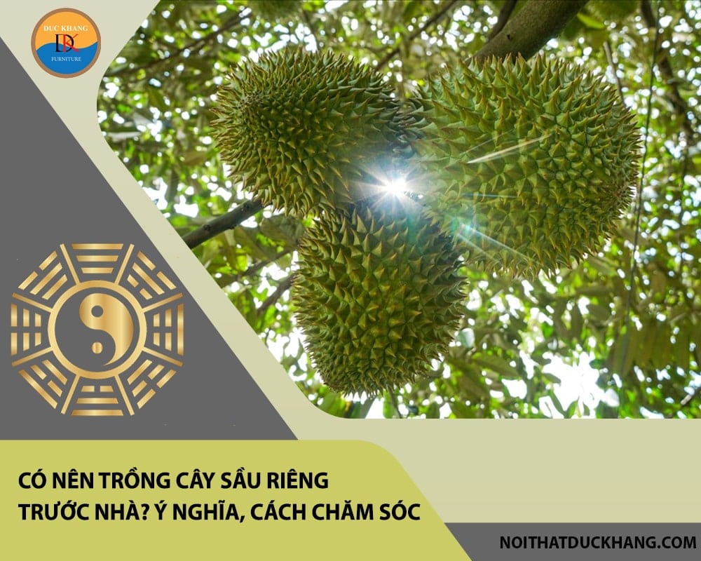 Có nên trồng cây sầu riêng trước nhà? Ý nghĩa,  cách chăm sóc