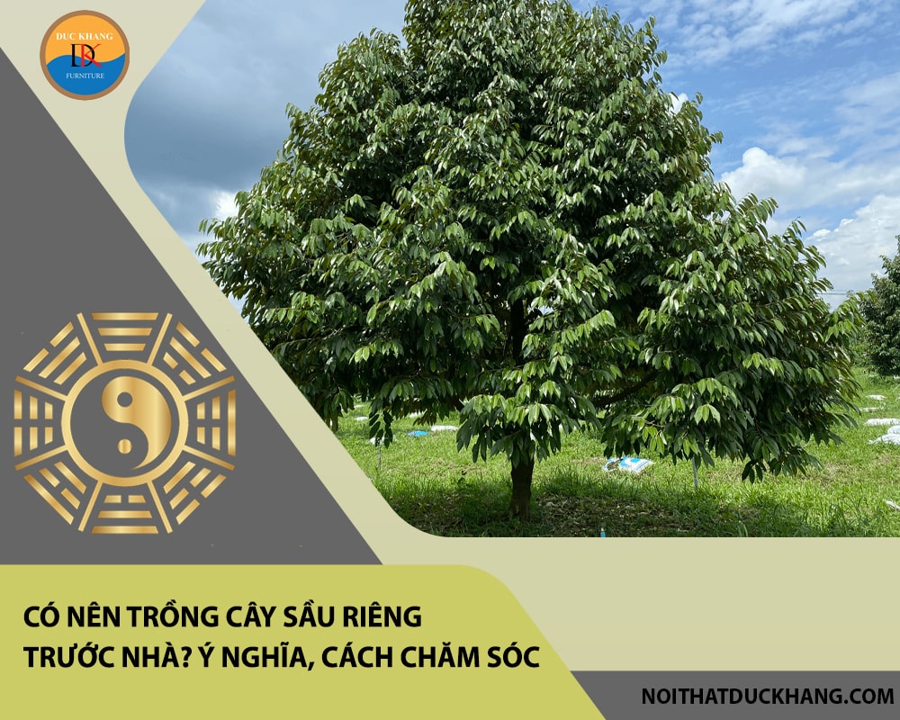 Có nên trồng cây sầu riêng trước nhà? Ý nghĩa,  cách chăm sóc