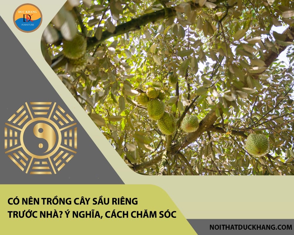 Có nên trồng cây sầu riêng trước nhà? Ý nghĩa,  cách chăm sóc