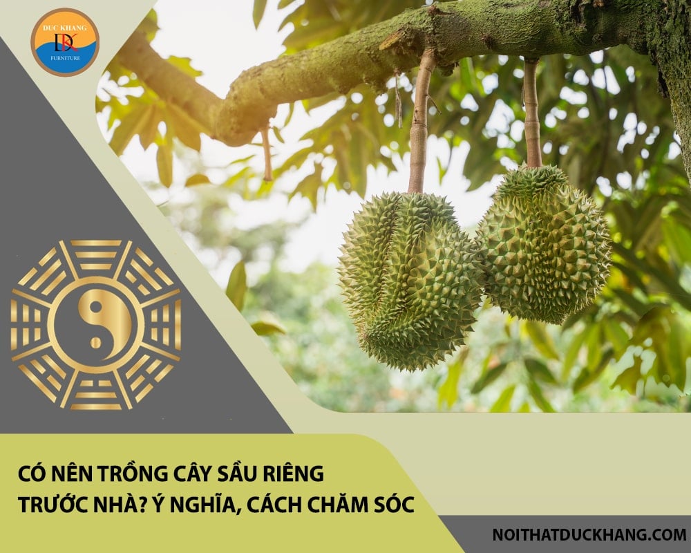 Có nên trồng cây sầu riêng trước nhà? Ý nghĩa,  cách chăm sóc