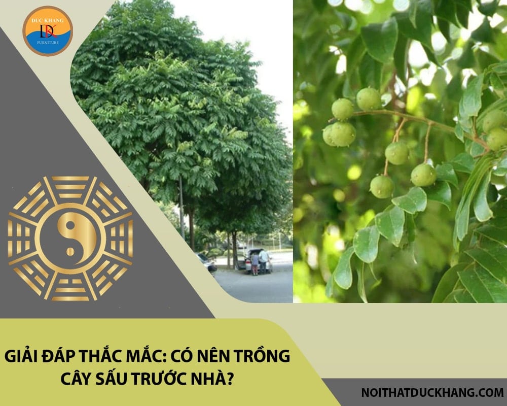 Giải đáp thắc mắc: Có nên trồng cây sấu trước nhà?