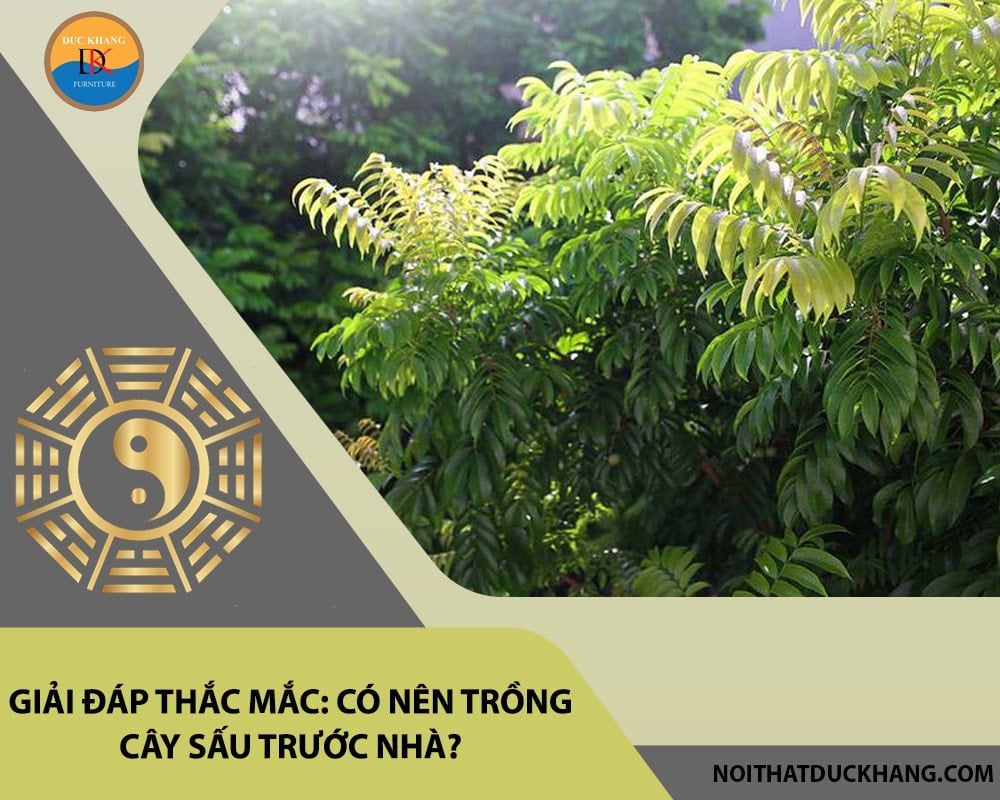 Giải đáp thắc mắc: Có nên trồng cây sấu trước nhà?