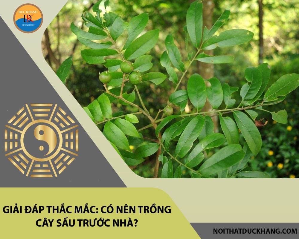 Giải đáp thắc mắc: Có nên trồng cây sấu trước nhà?