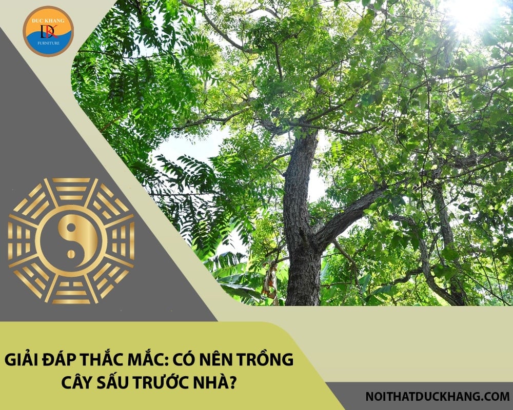 Giải đáp thắc mắc: Có nên trồng cây sấu trước nhà?