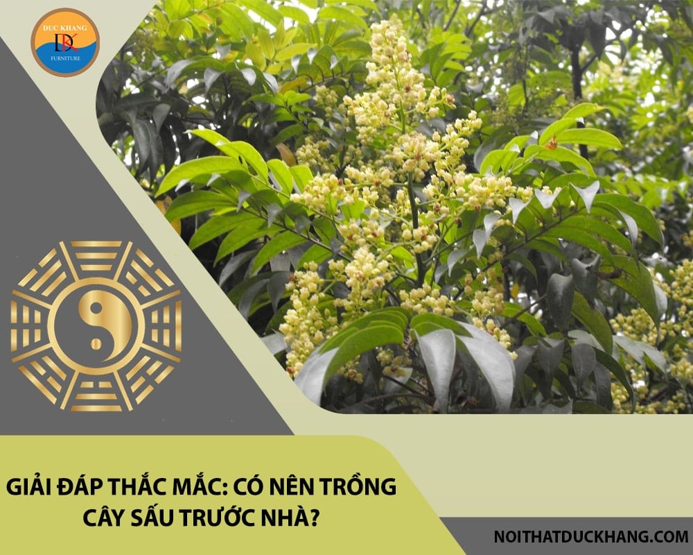 Giải đáp thắc mắc: Có nên trồng cây sấu trước nhà?