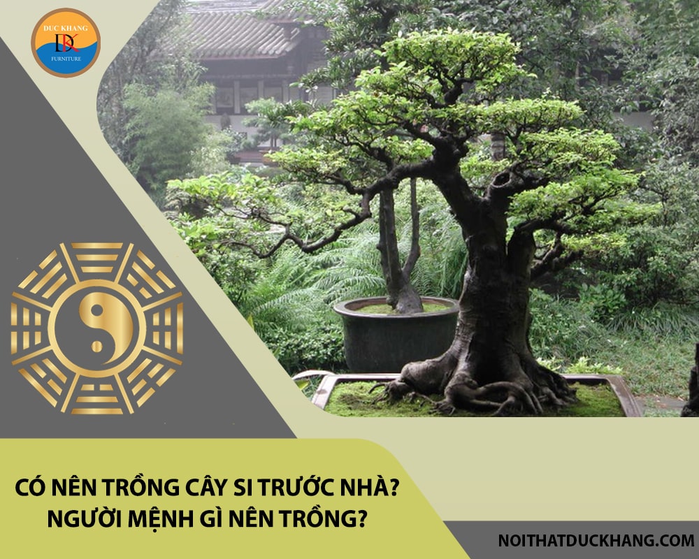 Có nên trồng cây si trước nhà? Người mệnh gì nên trồng?