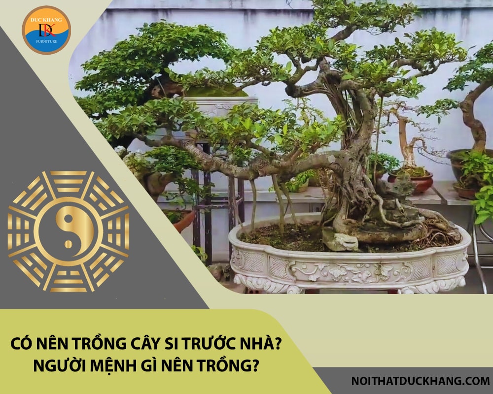 Có nên trồng cây si trước nhà? Người mệnh gì nên trồng?