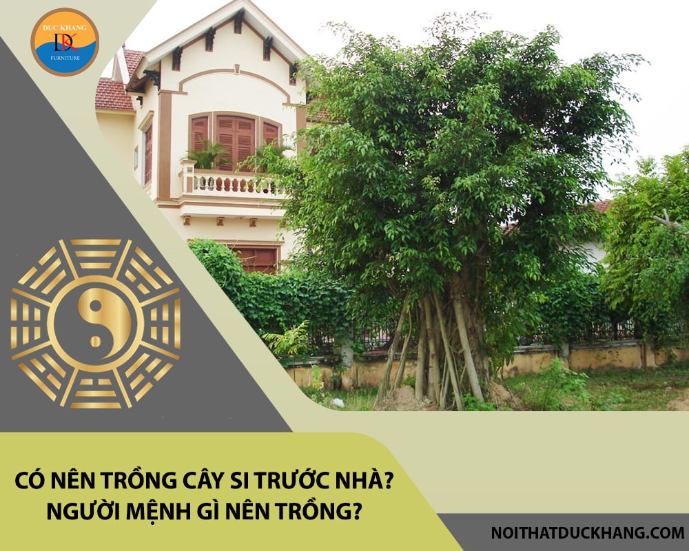 Có nên trồng cây si trước nhà? Người mệnh gì nên trồng?