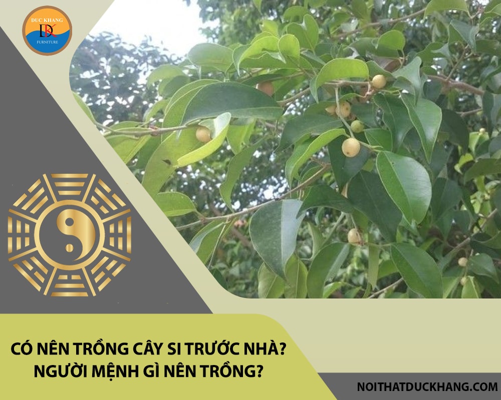 Có nên trồng cây si trước nhà? Người mệnh gì nên trồng?
