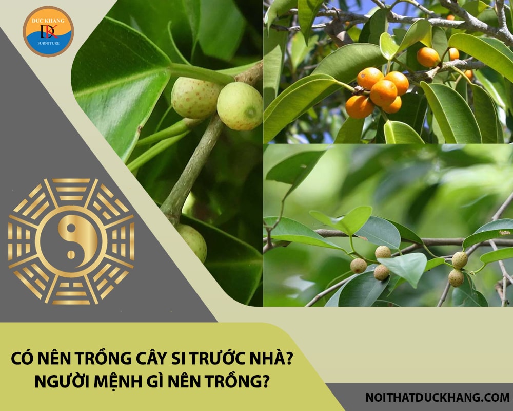 Có nên trồng cây si trước nhà? Người mệnh gì nên trồng?