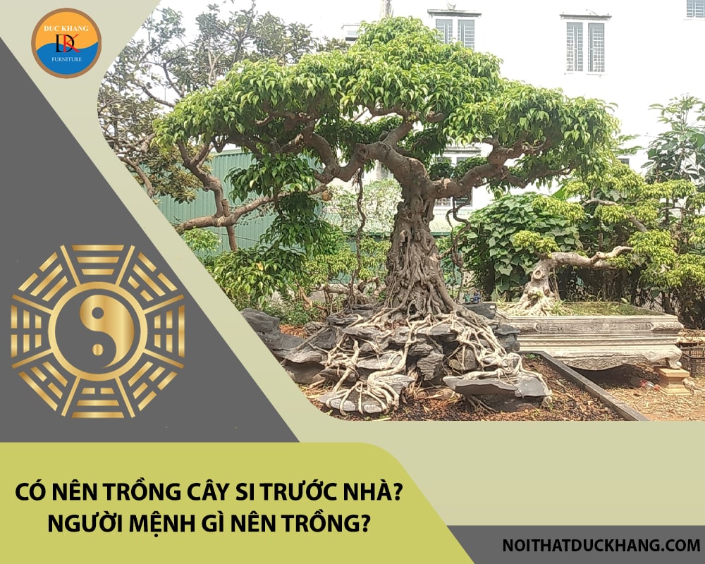 Có nên trồng cây si trước nhà? Người mệnh gì nên trồng?