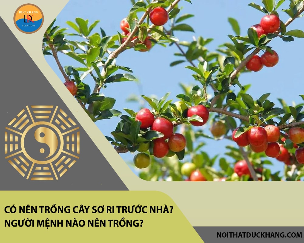 Có nên trồng cây sơ ri trước nhà? Người mệnh nào nên trồng? Có nên trồng cây sơ ri trước nhà? Người mệnh nào nên trồng?