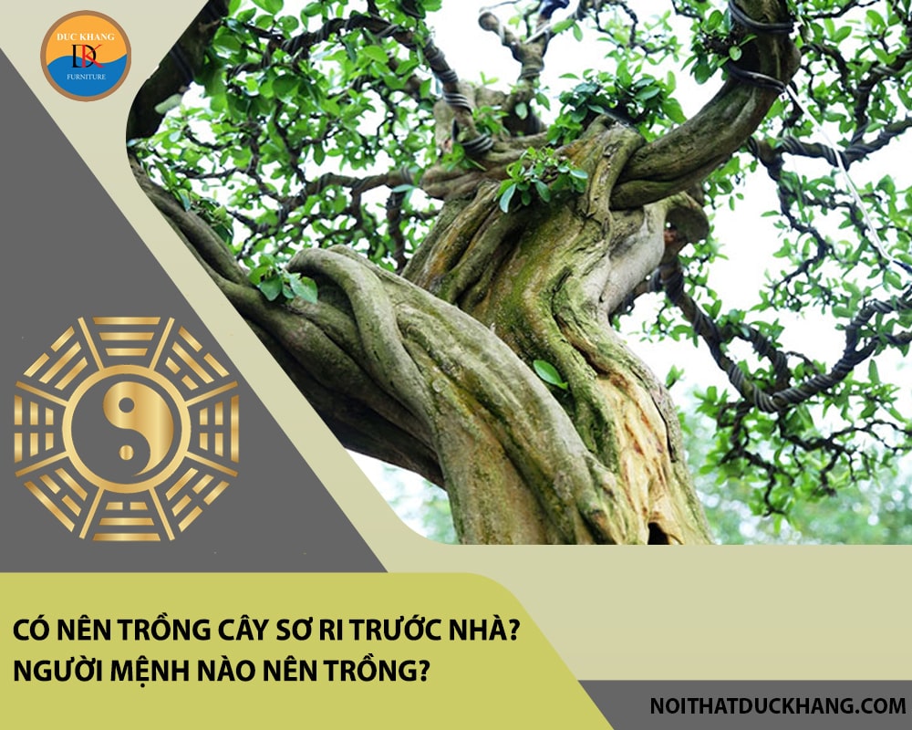 Có nên trồng cây sơ ri trước nhà? Người mệnh nào nên trồng? Có nên trồng cây sơ ri trước nhà? Người mệnh nào nên trồng?