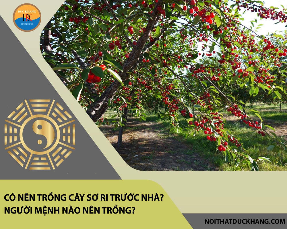 Có nên trồng cây sơ ri trước nhà? Người mệnh nào nên trồng? Có nên trồng cây sơ ri trước nhà? Người mệnh nào nên trồng?
