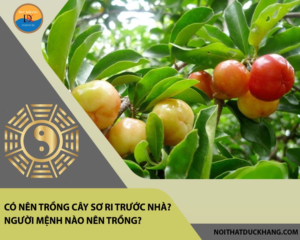 Có nên trồng cây sơ ri trước nhà? Người mệnh nào nên trồng? Có nên trồng cây sơ ri trước nhà? Người mệnh nào nên trồng?