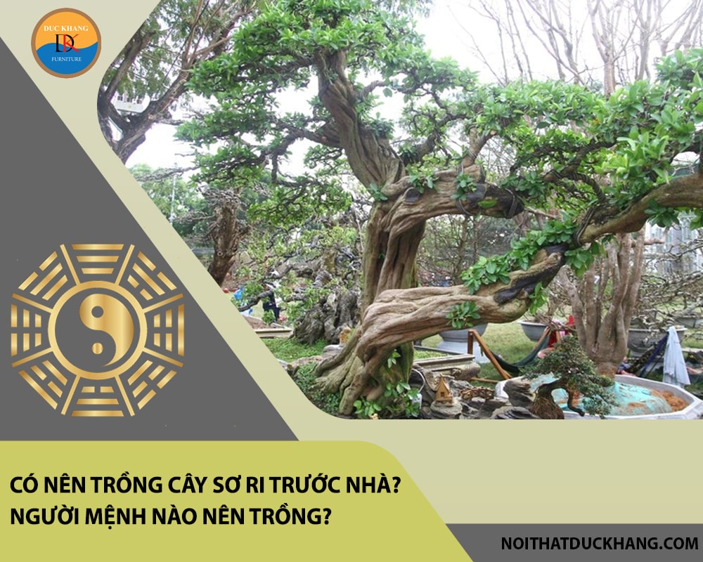 Có nên trồng cây sơ ri trước nhà? Người mệnh nào nên trồng? Có nên trồng cây sơ ri trước nhà? Người mệnh nào nên trồng?