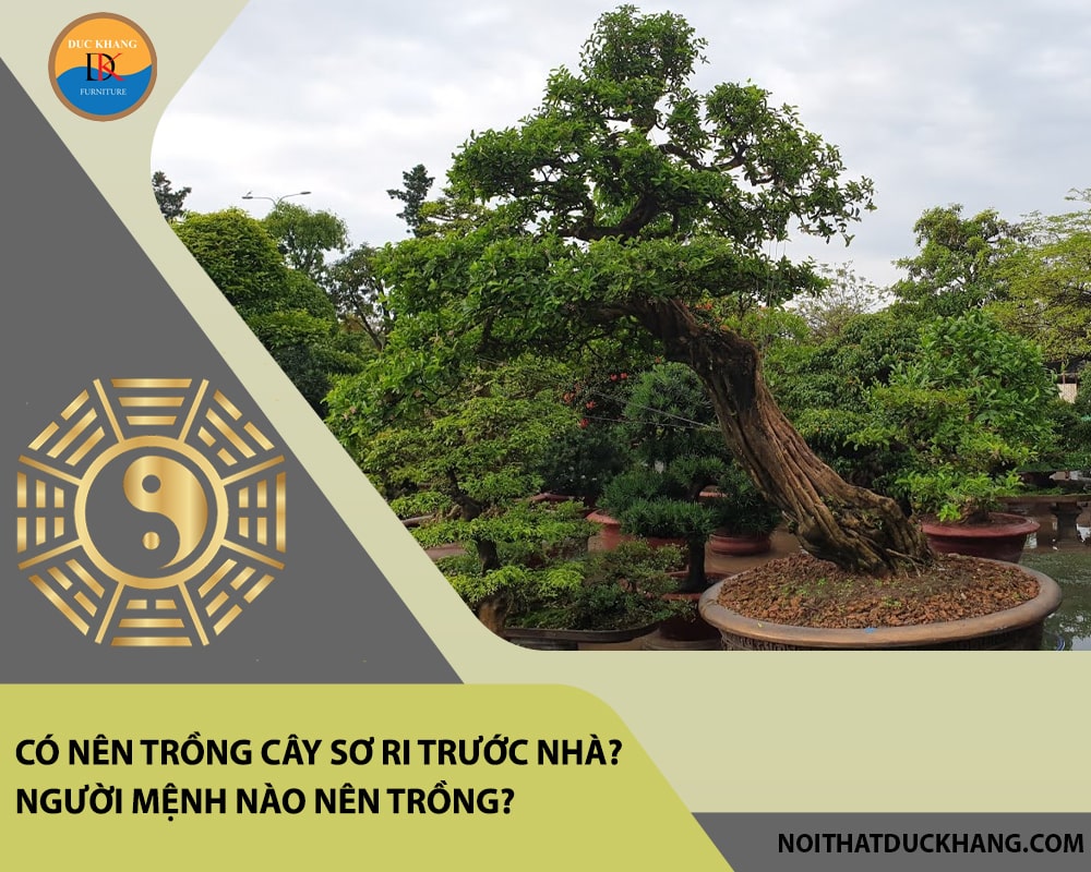 Có nên trồng cây sơ ri trước nhà? Người mệnh nào nên trồng?