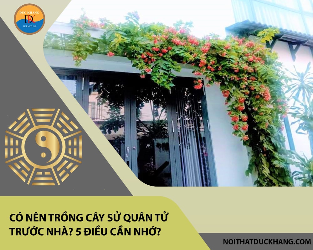 Có nên trồng cây sử quân tử trước nhà? 5 điều cần nhớ?