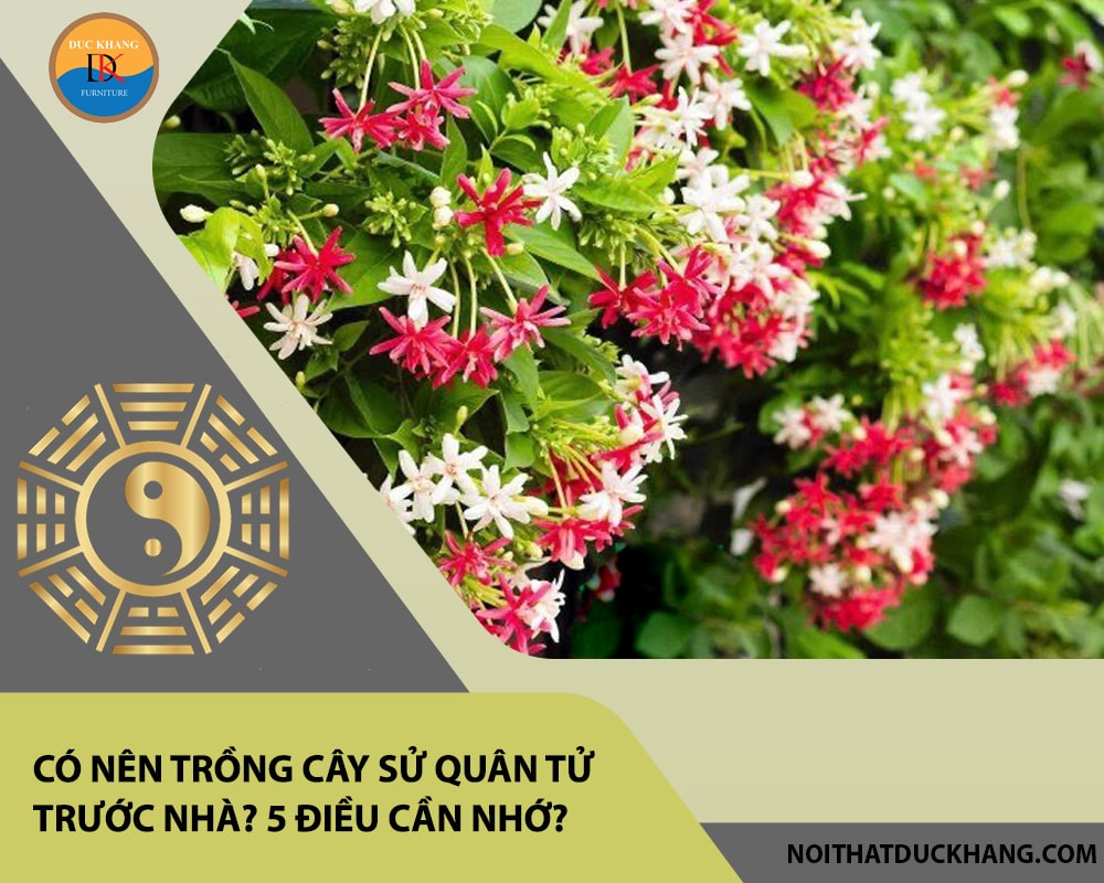 Có nên trồng cây sử quân tử trước nhà? 5 điều cần nhớ?