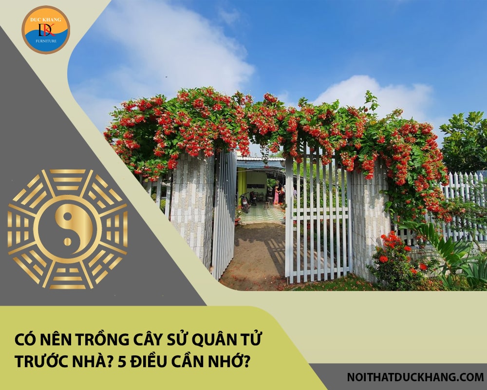 Có nên trồng cây sử quân tử trước nhà? 5 điều cần nhớ?